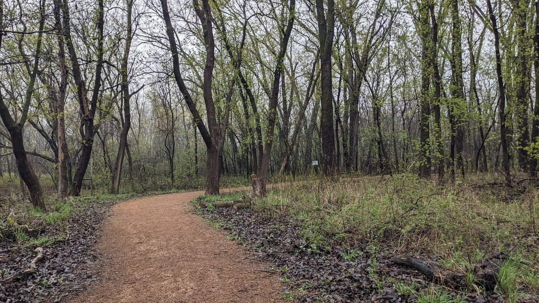 A quiet wooded walking path for a simple mobility routine