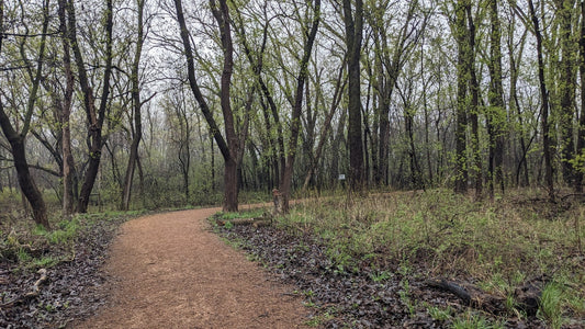 A quiet wooded walking path for a simple mobility routine