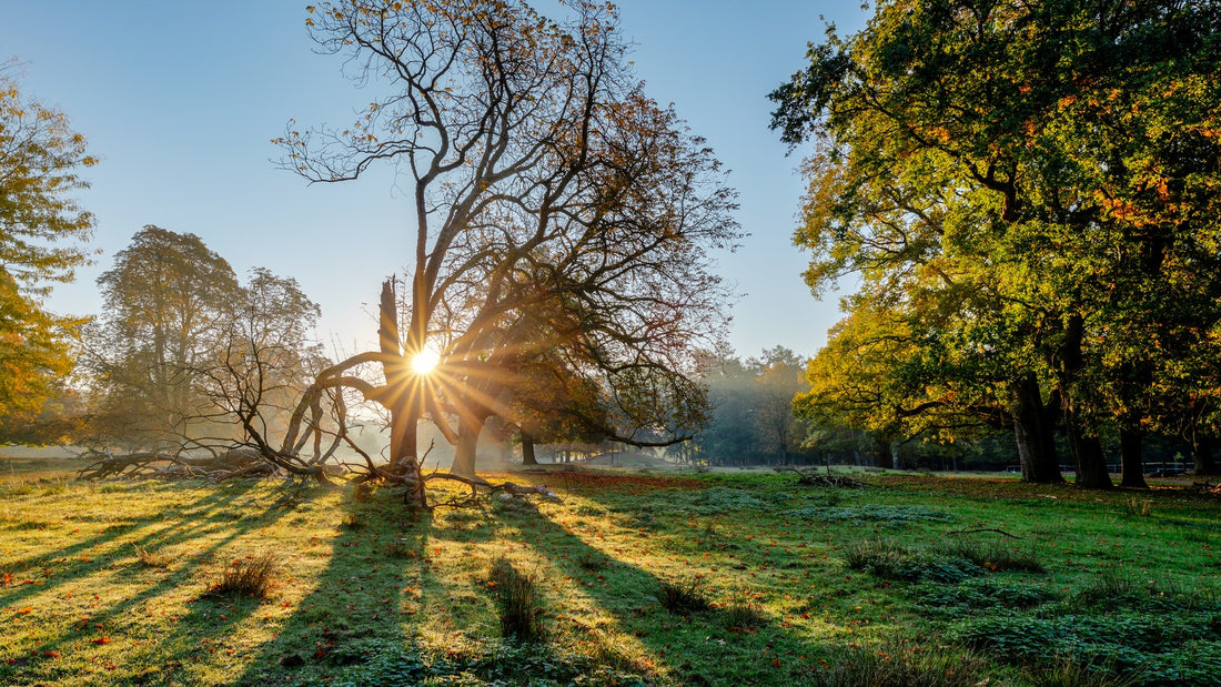 Sunlight streaming through tree branches across a green meadow in early morning, no people