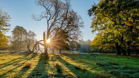 Sunlight streaming through tree branches across a green meadow in early morning, no people
