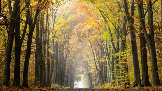 Quiet forest path lined with tall beech trees and golden autumn foliage
