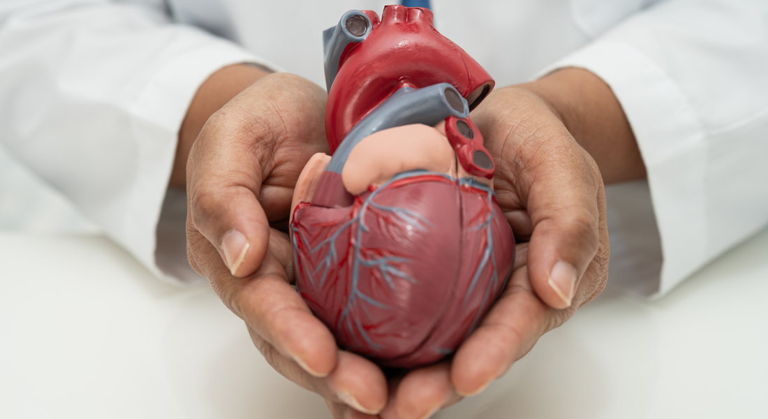 CoQ10 After Statins: Why This Nutrient Becomes Crucial in Your 60s