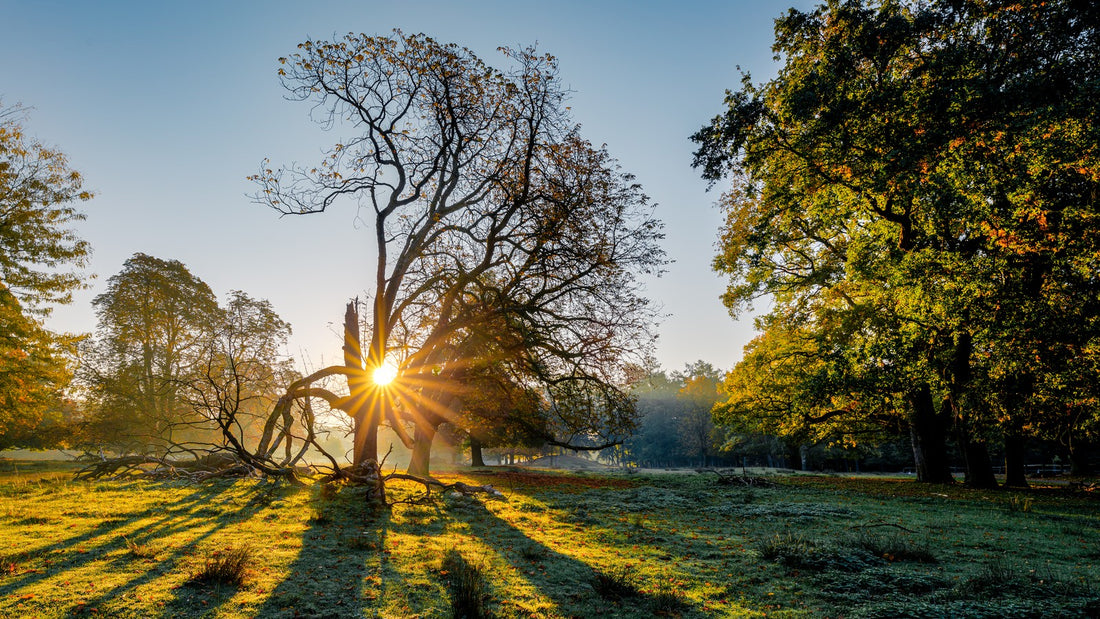 Morning sunlight filtering through mature trees across a grassy green park lawn