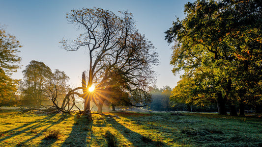 Morning sunlight filtering through mature trees across a grassy green park lawn