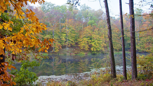 A quiet autumn forest path beside a still lake, with golden and green leaves