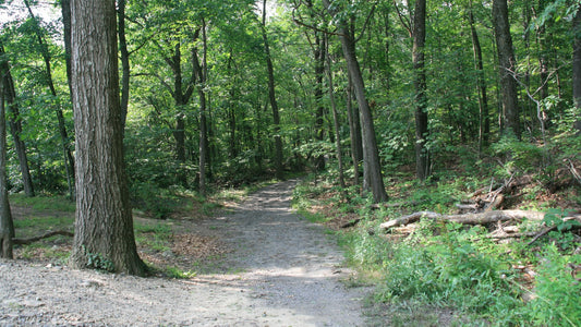 Woodland walking trail curving through green trees