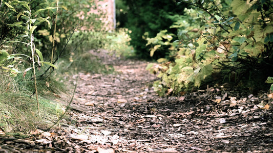Unpaved woodland trail covered with fallen autumn leaves and surrounded by foliage