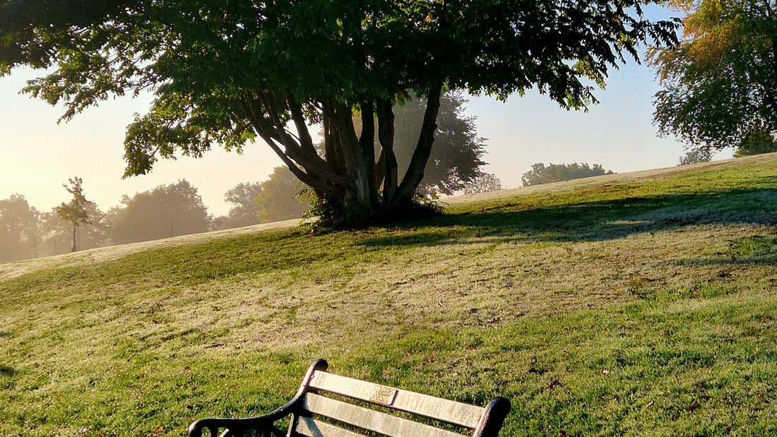 Empty park bench under a large tree on an open grassy hill
