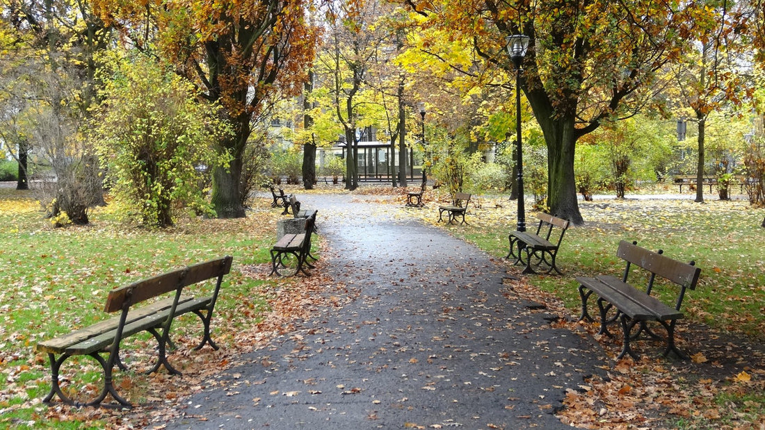A quiet park path lined with benches and trees covered in golden autumn leaves