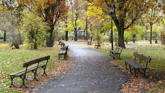 A quiet park path lined with benches and trees covered in golden autumn leaves