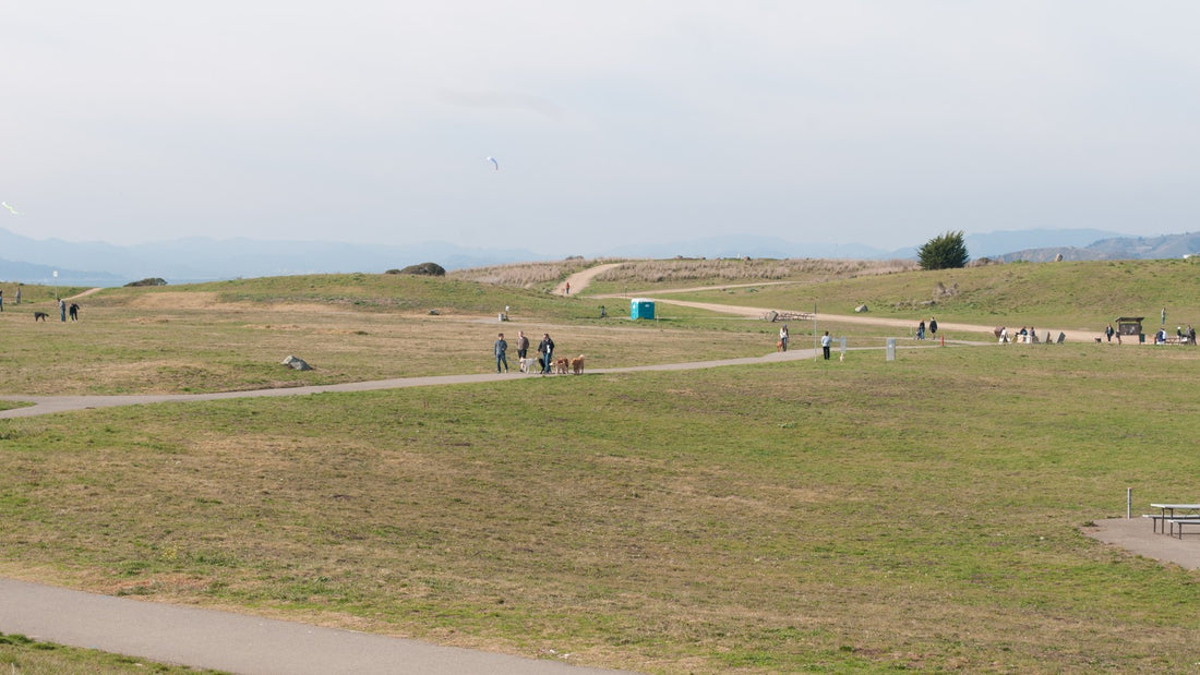 People walking with dogs on winding paths through an open park