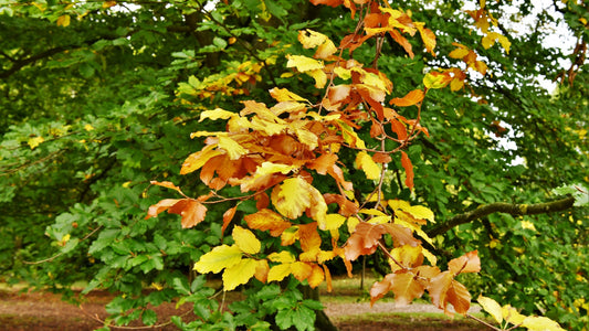 Lush woodland path with autumn leaves and soft afternoon daylight filtering through trees