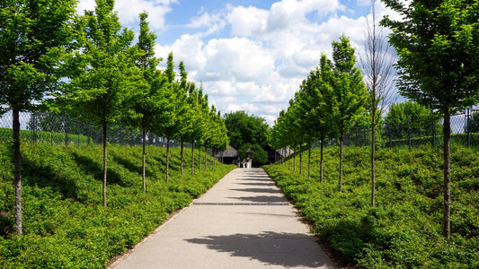 Sunny tree-lined walking path for a warm-day wellness routine