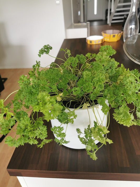 Curly parsley growing in a plain white pot on a kitchen counter