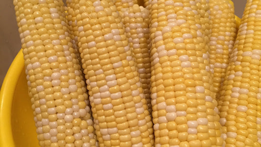Close-up of fresh ears of corn in a yellow colander ready for meal prep