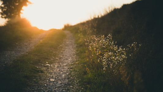 Sunlit outdoor path through grass for a short healthy-aging reset