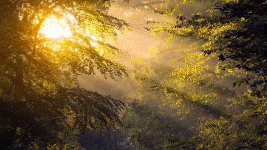 Sunlight filtering through green tree branches on a misty morning
