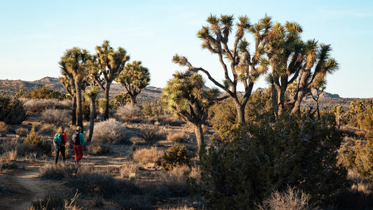 Two hikers walking through a desert trail with backpacks during warm light